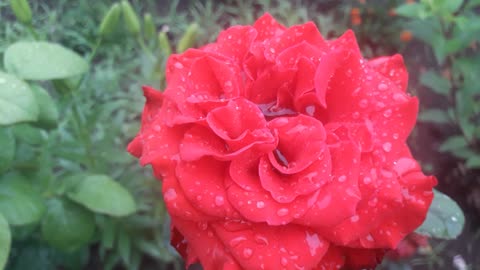 Rose drenched in rain