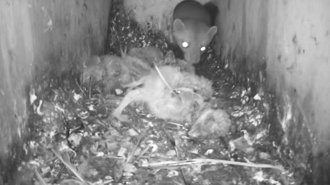 Bird abandons nest leaving her chicks when danger approaches😮😳