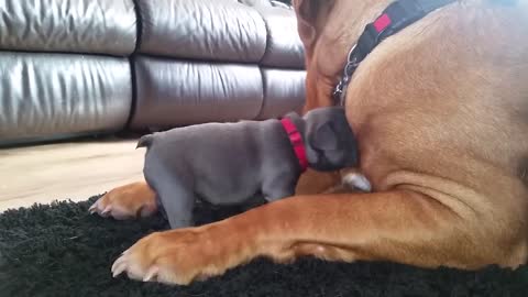 Dogue de bordeaux loves 4wk old french bulldog puppy