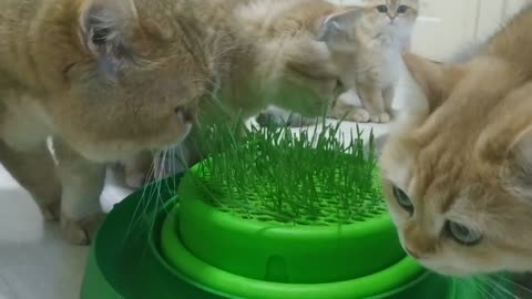 For my cats and kittens, I grew grass.