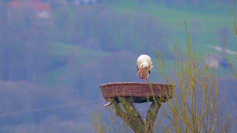 Stork Nest Plumage Animal Bird Bill Nature