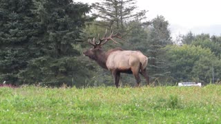 Pennsylvania Elk - 2022-09-25