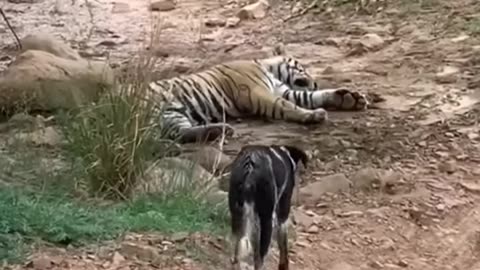Tiger attacks Dog in ranthambore!!!