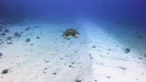 The green sea turtle