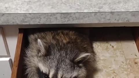 Raccoon Hides Out in Drawer