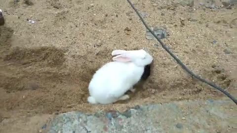 Rabbit digging deep burrow reverses out when called