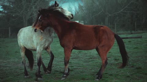 Two Horses Playing
