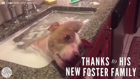 Rescued Pit Bull's First Bath | The Dodo