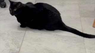 Adopting a Cat from a Shelter Vlog - Cute Precious Piper Helps Sweep the Floor #shorts