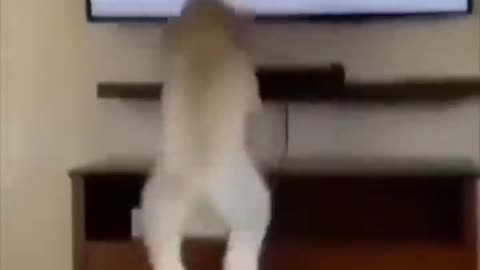 Video cat funy and dog