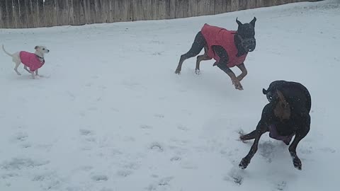 Puppy's first snow