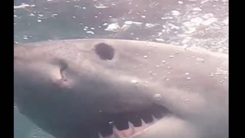 Great White Shark Turns Gaping Mouth
