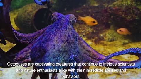 About #Octopus-#Secrets of the #Deep"