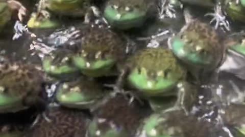 All frogs United!