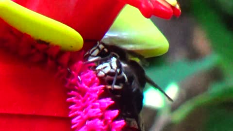 Bald-faced hornet fight