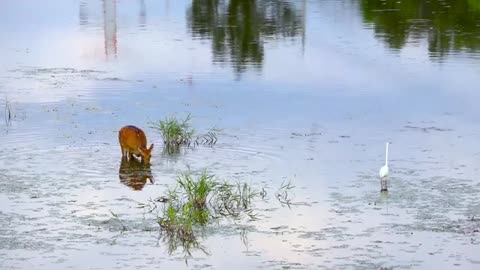 Deer Roe Nature Animal | deer animal | Wildlife Animals Video | Animal Discovery |
