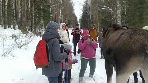 Moose Attacks Tourists at Russian National Park