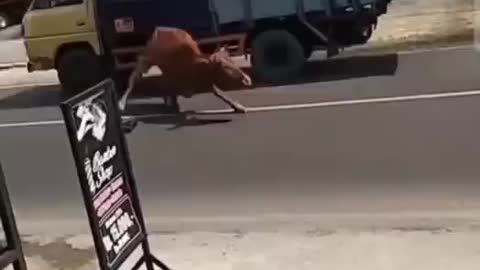 cow rampage | cow vs truck