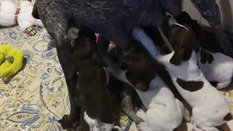 German Shorthaired Pointer Nursing 5 week old pups