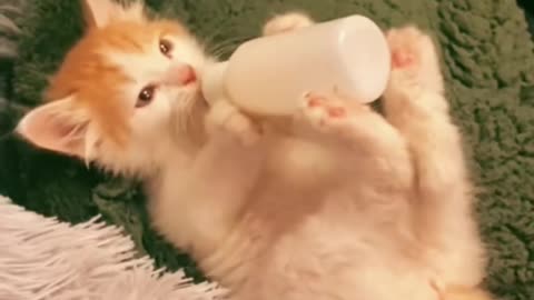 Little cat drinking milk