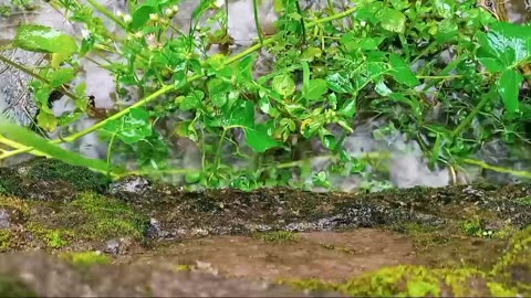 The Best ASMR Thunderstorm: Soothing Sounds for Stress Relief, Deep Sleep, and Study Help