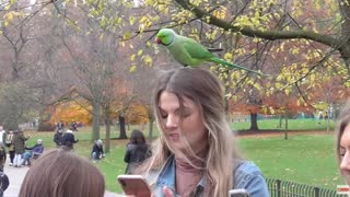 PARAKEETS LAND ON YOUR HEAD LONDON 23/11/2019