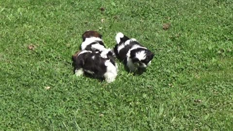 Cute baby pet walking on the grass