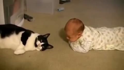 Cats and Babies getting to know each other