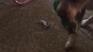Dog opening present