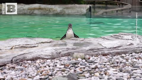 Penguin Chicks, Named After Wrexham FC Owners, Dive into Swimming Lessons at Chester Zoo