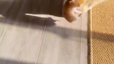 Funny and Cute Cats Videos #163