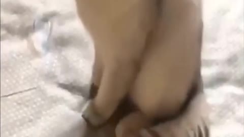 Cute Kitten Videos