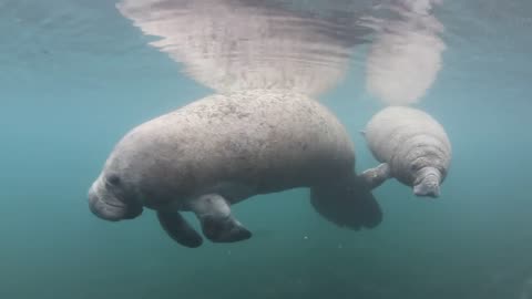 Curious Baby Manatee 😍