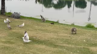 Geese seagulls and ducks in beach of lake