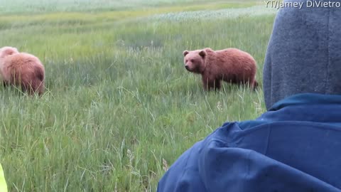Extremely Close Encounter With Mamma Grizzly and Her Cubs