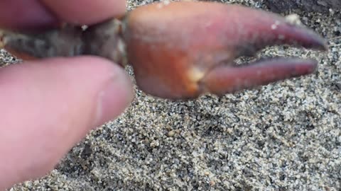 Crab pincers found by a river / hand of a dead crayfish.