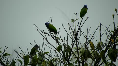 Blue Headed Birds Perched On A Plant Stems 2021