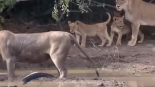 Lion Dies from Snake Bite