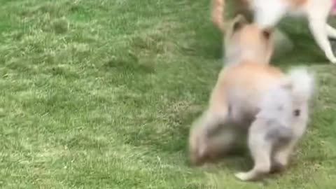 Cat vs. Dog Fights: The Ultimate Showdown