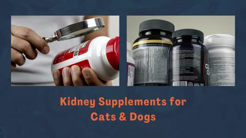 The Best Kidney Supplements for Cats: A Comprehensive Guide