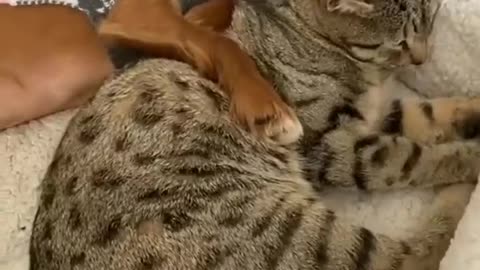 Dog And cat friendship super cute animals