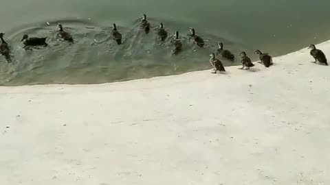 ducks