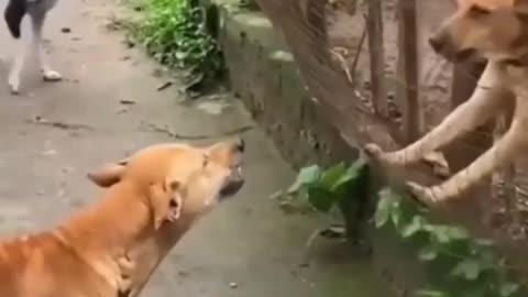 Dog vs Dog