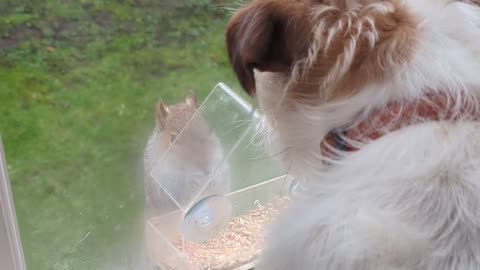 Squirrel Teases Dog Through Window