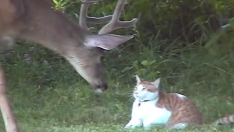 Snuggles the Cat Meets Deer