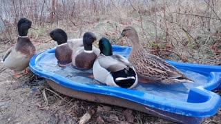 5 Month Old Duckings Enjoying the Water