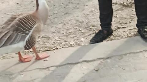 Duck on eating chips in park