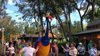 IKevin from Up! Roaming Character at Disney's Animal Kingdom