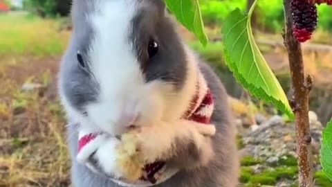 Rabbit Cute Bunny
