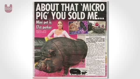 The Truth About Micro Pigs: Full Grown Micro Pigs